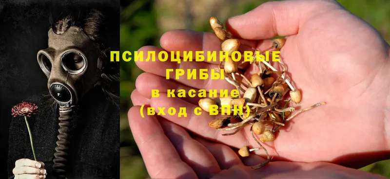 купить наркотик  Калининск  Галлюциногенные грибы Psilocybe 